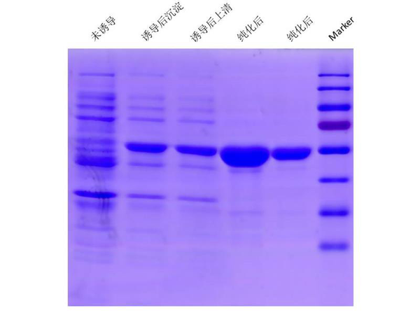 傷寒抗原SDS-PAGE.png
